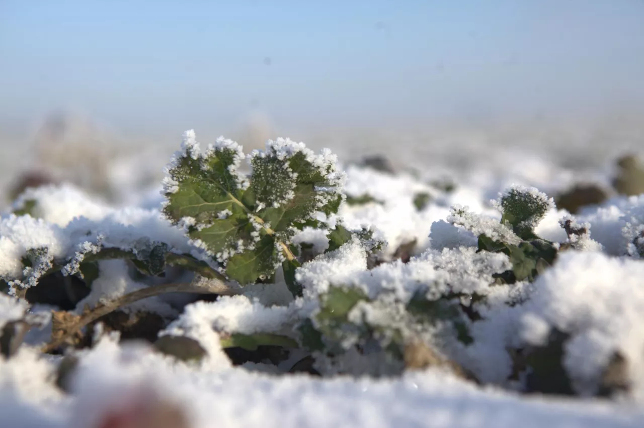 rzepak w zimie przykryty śniegiem
