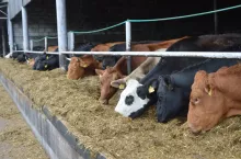 bydło mięsne w oborze