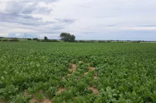 buraki, buraki cukrowe