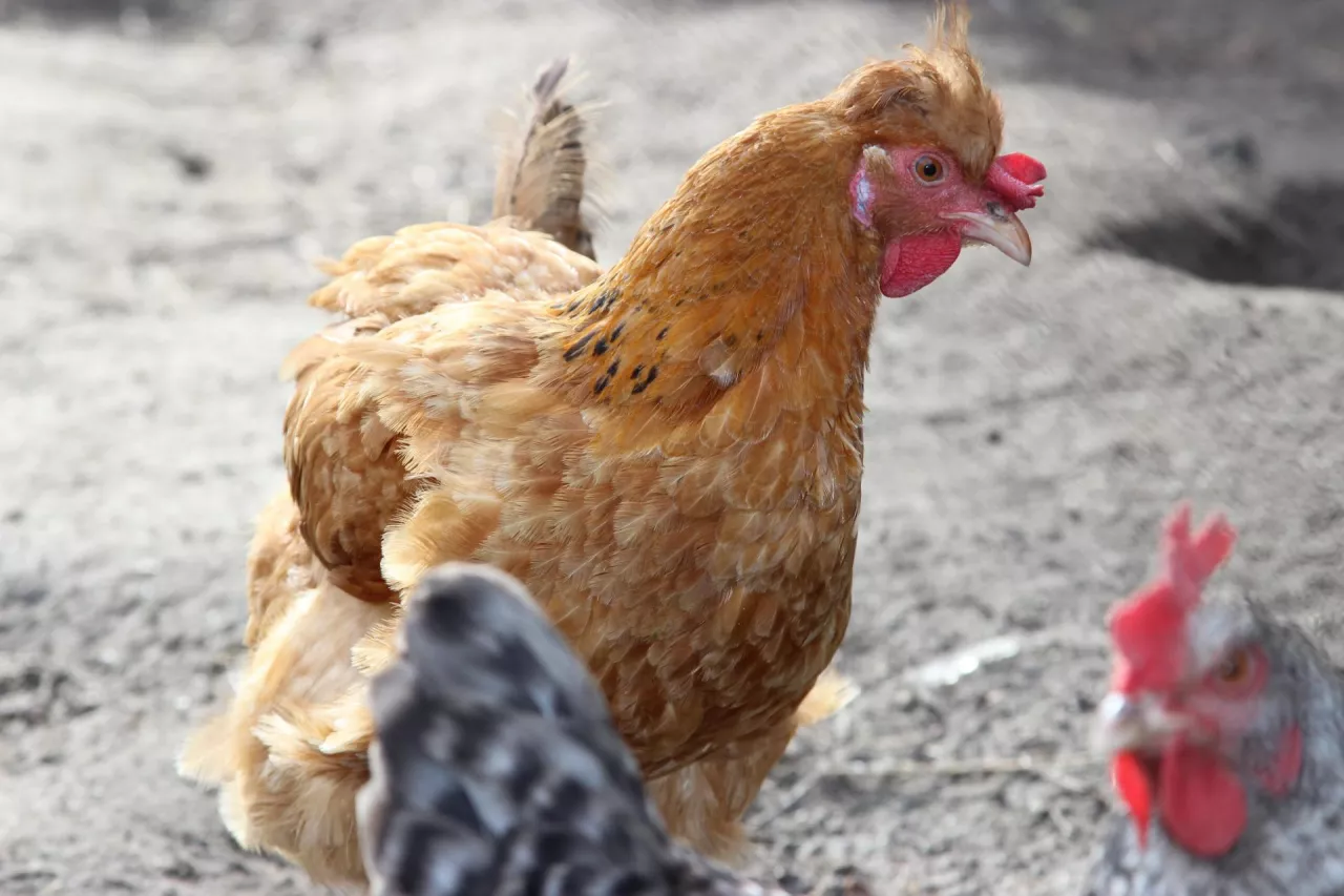 Kury w przydomowym kurniku