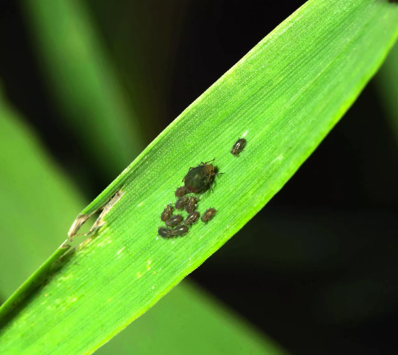 mszyca czeremchowo-zbożowa