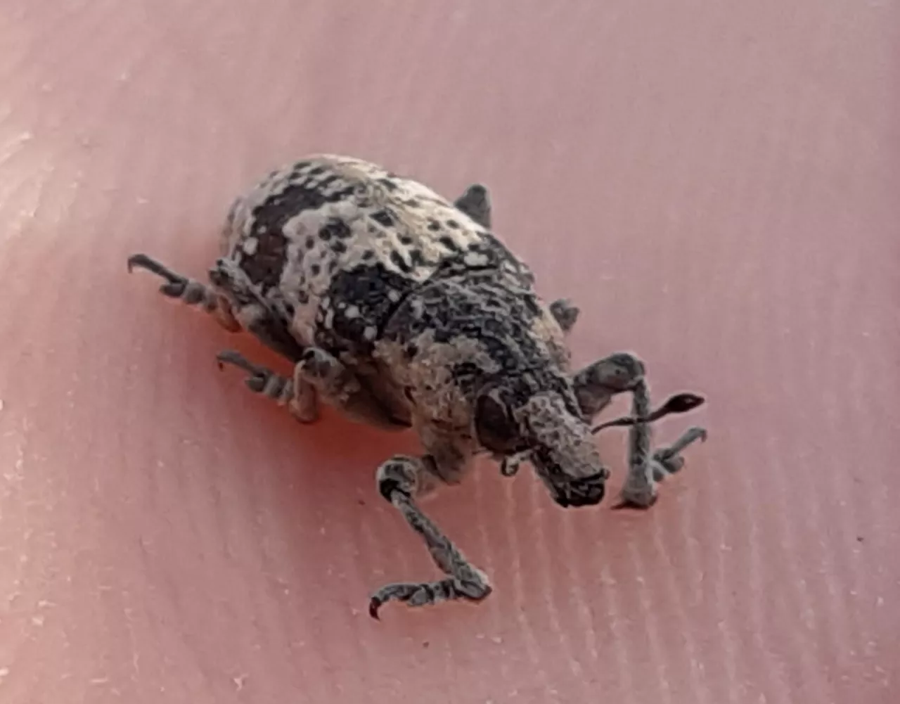 szarek komośnik na buraku cukrowym