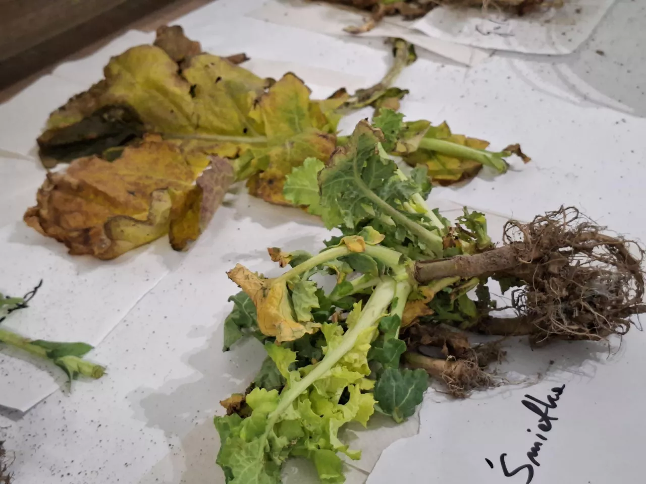 Rozpoznawanie chorób i szkodników roślin na warsztatach uprawowych.