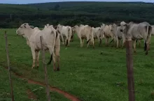 Bydło, krowy, Nelore, Brazylia, Argentyna, wybieg, pastwisko, Ameryka Południowa, Mercosur