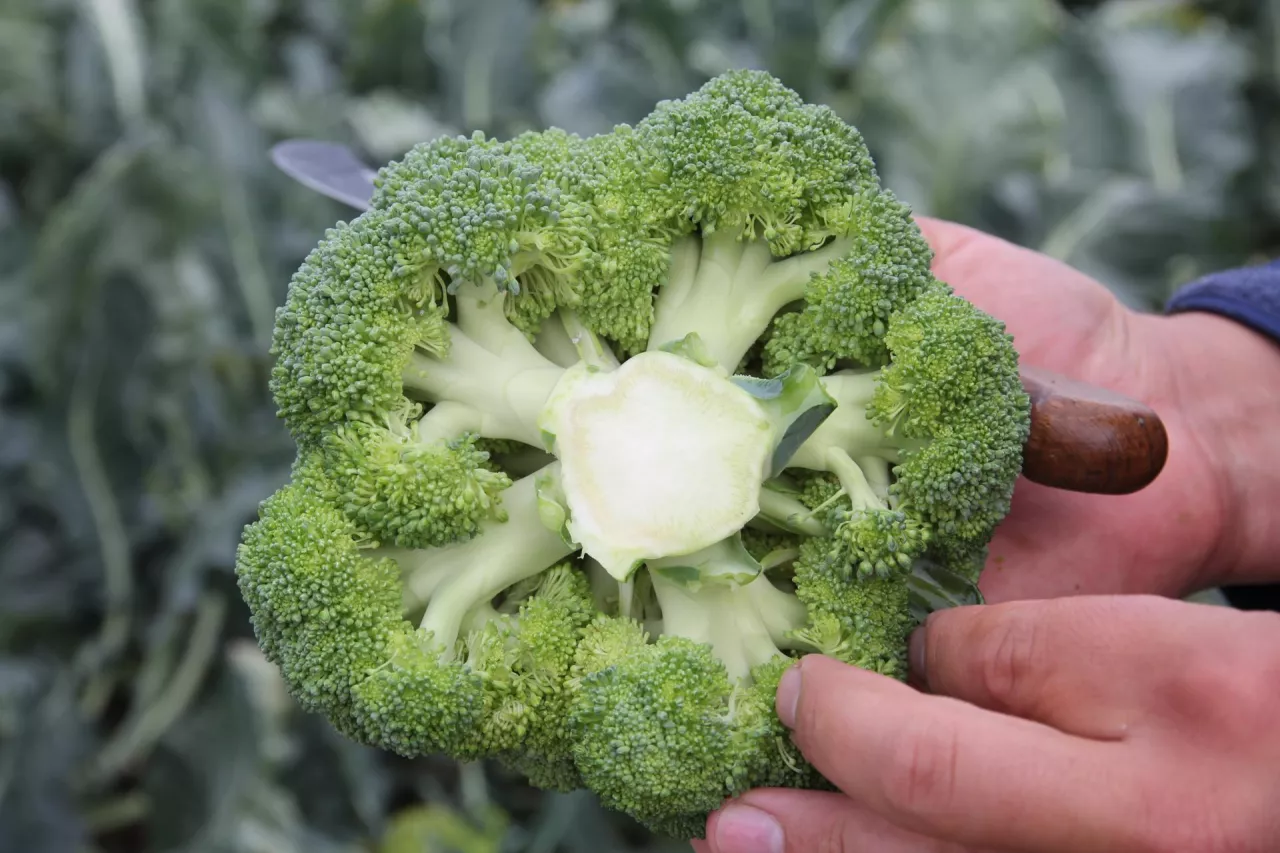 brokuł, brokuły, warzywa