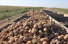 Ziemniaki kopane we wrześniu, przyczepa, zbiór ziemniaków