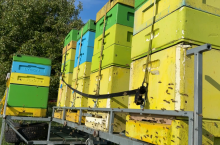 Pszczoły w pracy - pasieka wędrowna