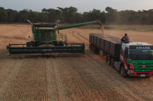 Żniwa pszenicy w Zambii