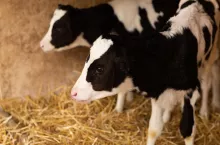 Black and white calf with ear tags standing on hay in cowshed