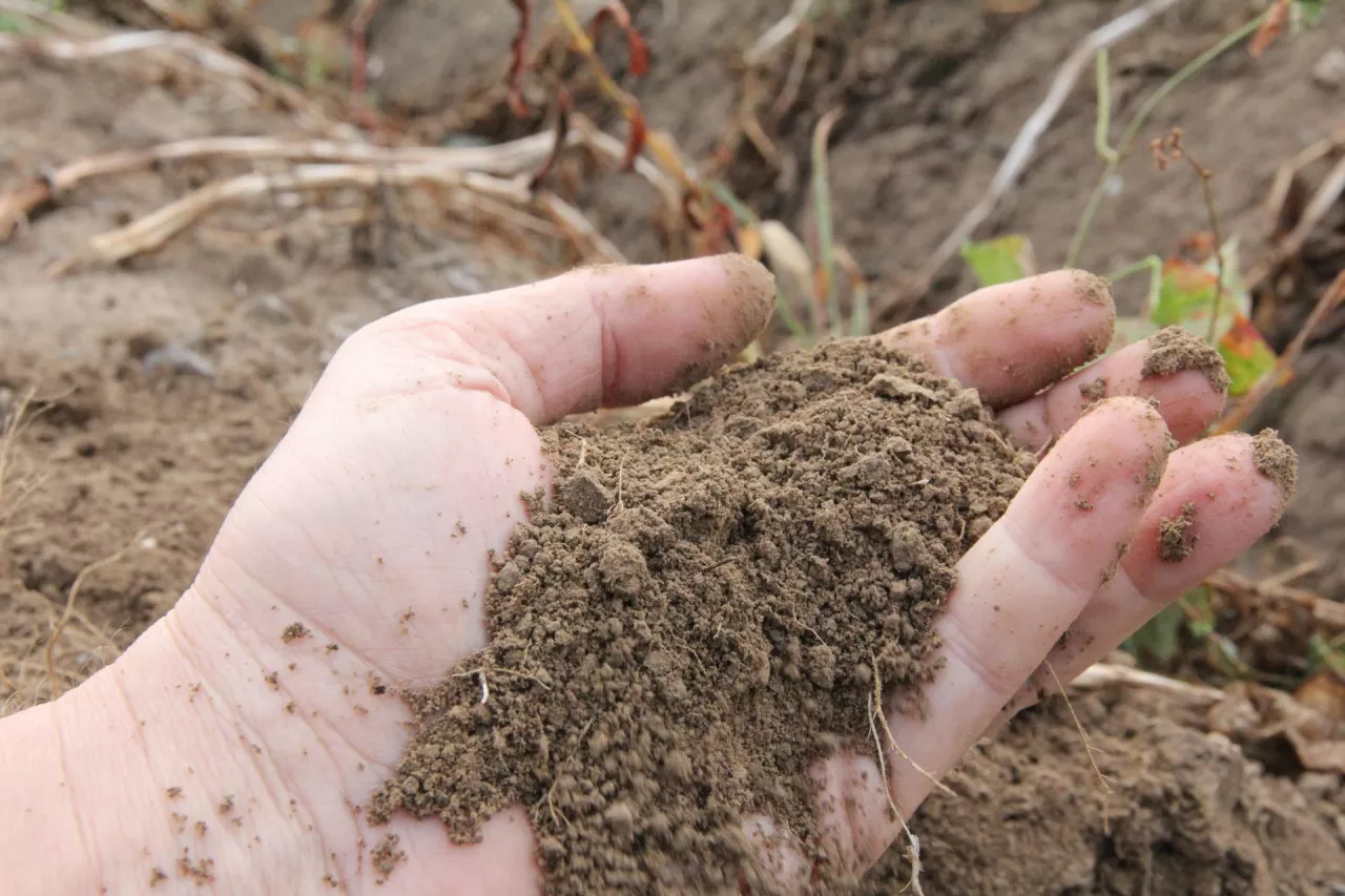 Struktura gleby po deszczu, której nie można nic zarzucić
