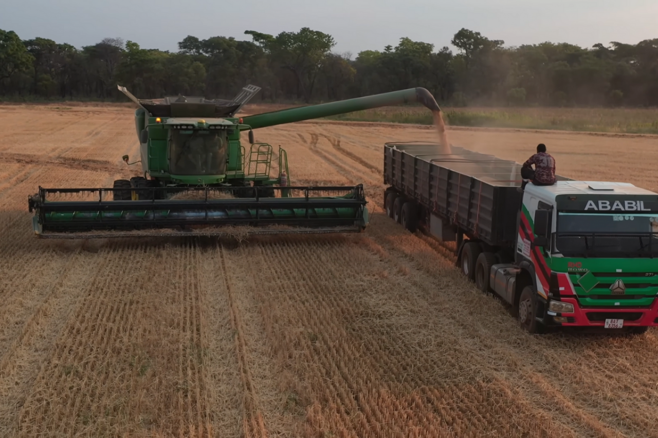 Żniwa pszenicy w Zambii