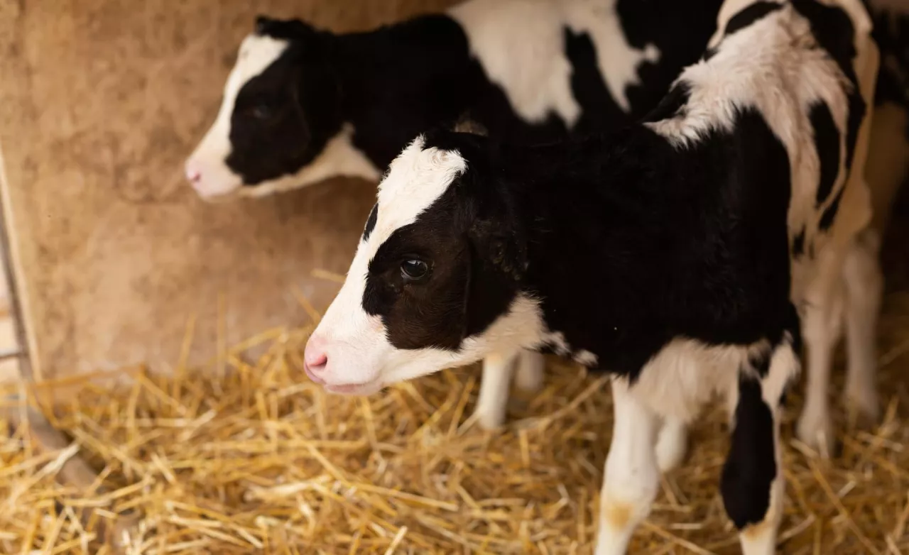 Black and white calf with ear tags standing on hay in cowshed
