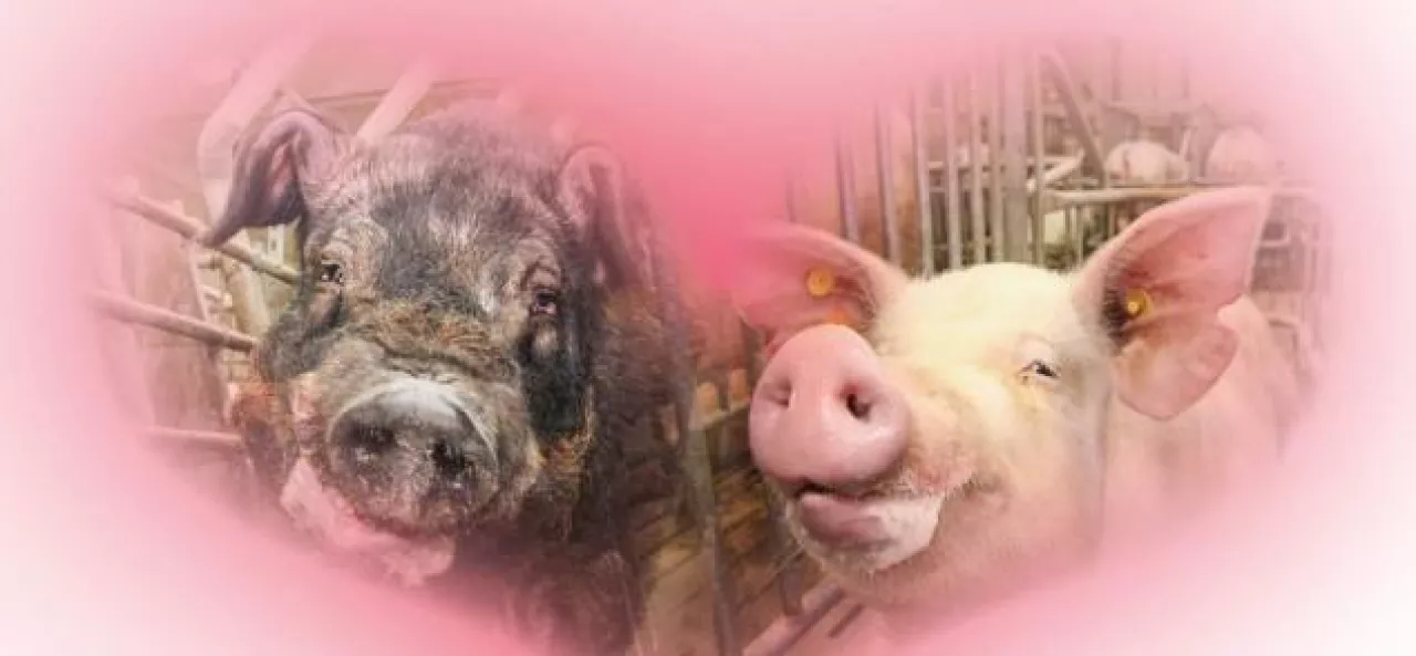 walentynki w chlewni