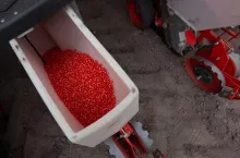 Nasiona kukurydzy w siewniku 