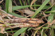 Objawy pałeczniccy zbóż i traw