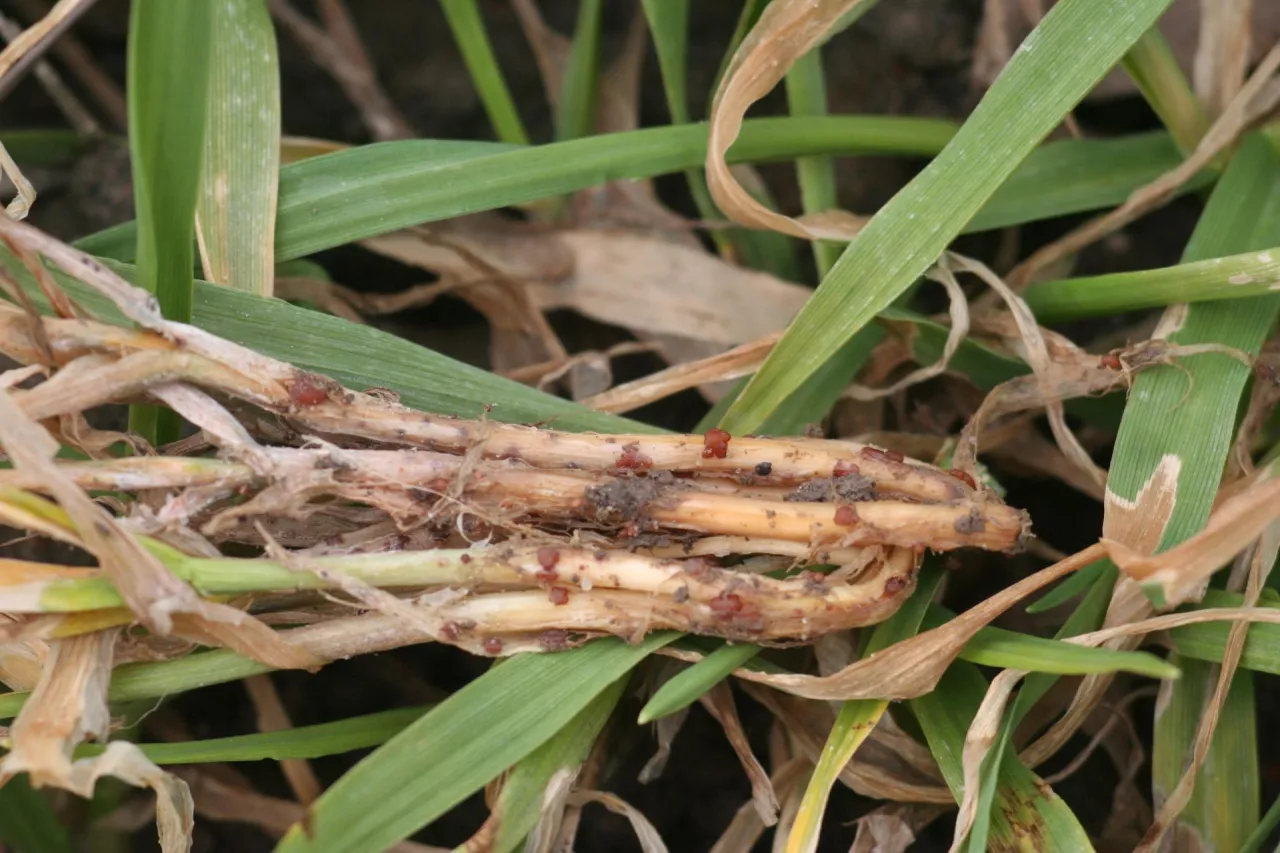 Objawy pałeczniccy zbóż i traw