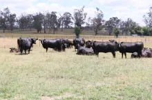 bydło rasy Angus (zarodowe) w Australii