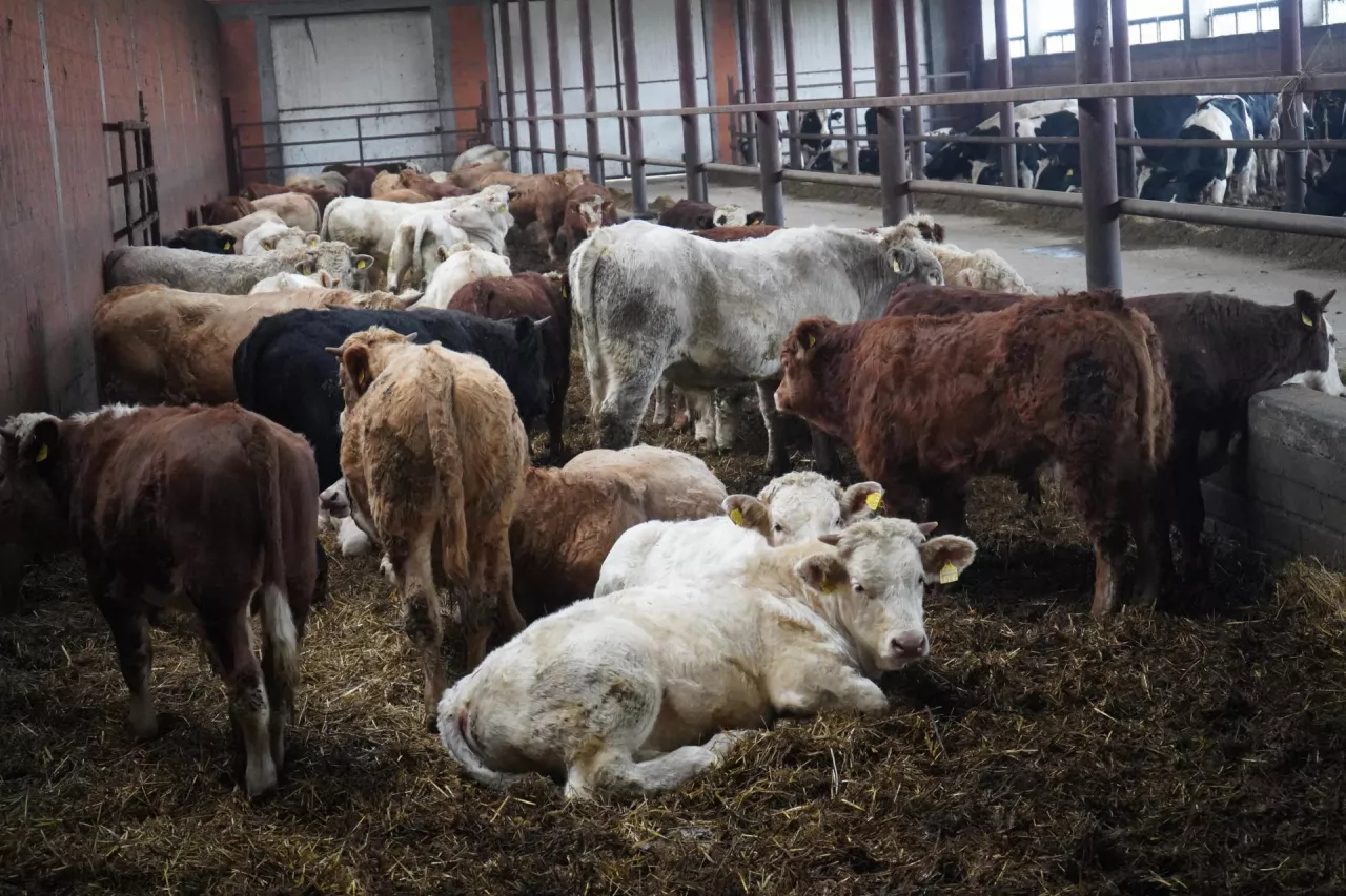 Bydło mięsne w chlewni