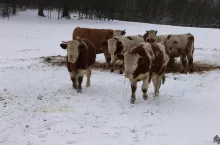 bydło mięsne zima na pastwisku