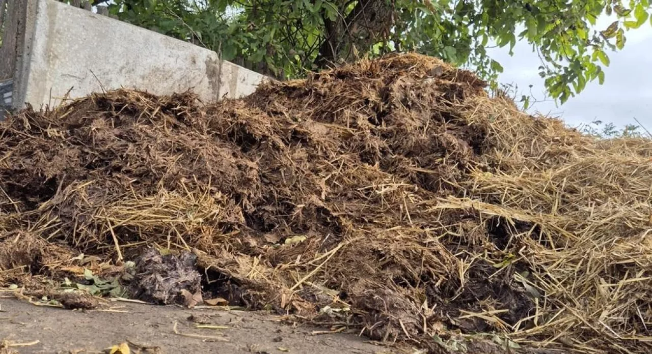 Obornik, obornik na polu, składowanie obornika