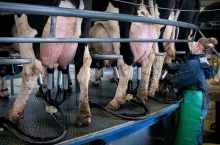 Druga tegoroczna aukacja GDT przyniosła wzrost cen produktów mlecznych o 1,5%. 