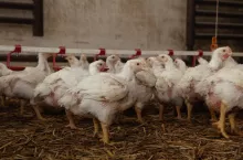 kury nioski w chowie ściółkowym