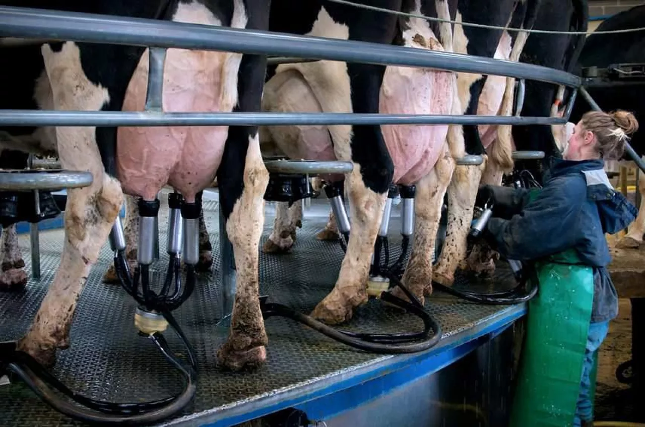 Druga tegoroczna aukacja GDT przyniosła wzrost cen produktów mlecznych o 1,5%. 