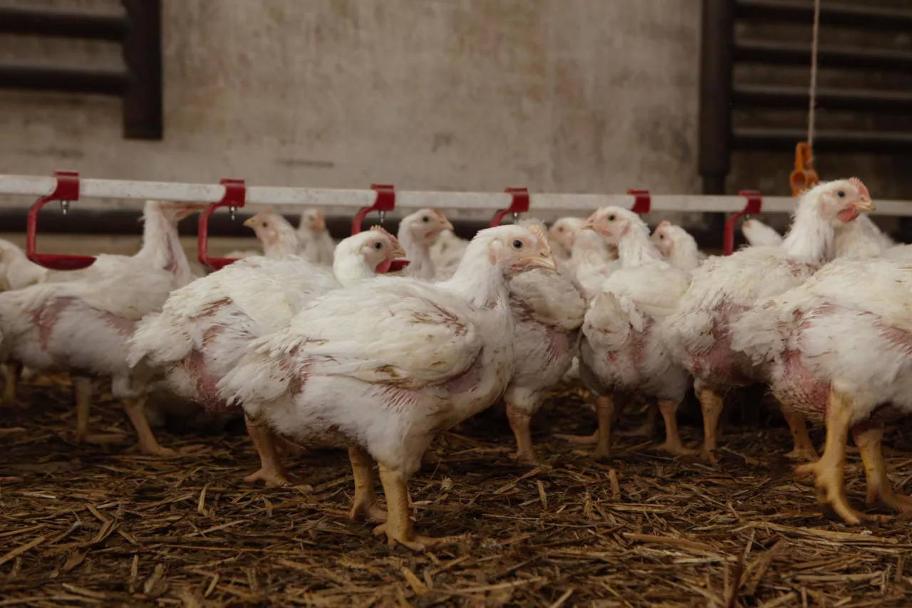 kury nioski w chowie ściółkowym