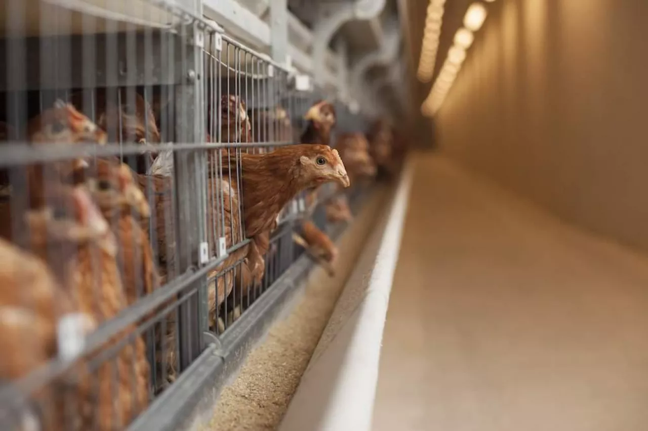Kury nioski w chowie klatkowy