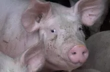 Program odbudowy trzody chlewnej w Polsce jest zasadny, ale wymaga uszczegółowienia w kilku ważnych aspektach. 