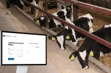 Cielaki w oborze, na pierwszym planie ekran monitoru z otwartą stroną logowania do serwisu IRZplus