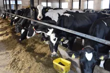 Krowy mleczne pobierajace paszę w oborze