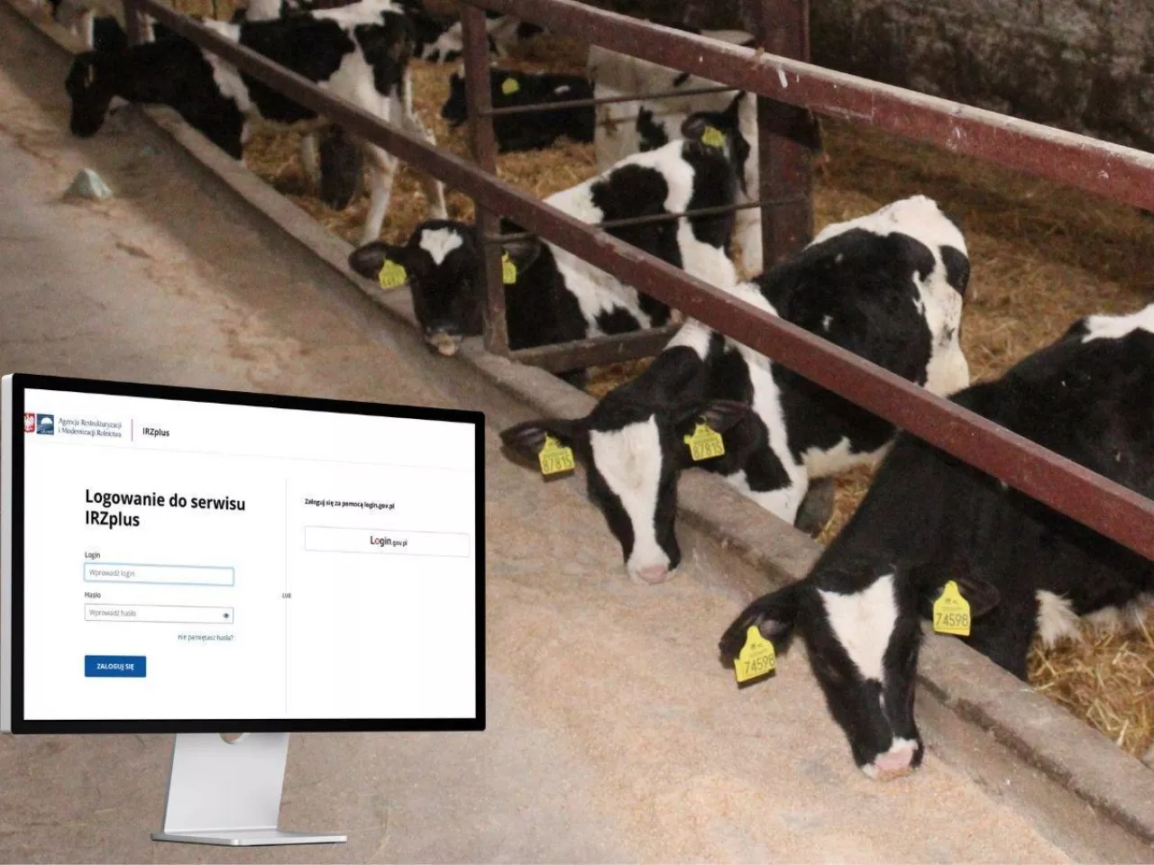 Cielaki w oborze, na pierwszym planie ekran monitoru z otwartą stroną logowania do serwisu IRZplus