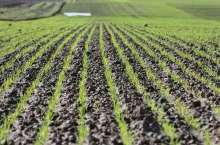 pszenica ozima, pole, gospodarstwo