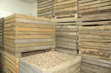 sadzeniaki, ziemniak skrobiowy, odmiany ziemniaka, coboru