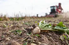 Buraki , siew buraka