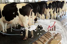 Krowy mleczne w obrorze. Na pierwszym planie wykres cenowy z rozplaskującym się mlekiem