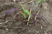 niedobór fosforu kukurydza