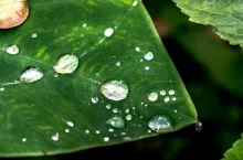 powłoka woskowa na liściu