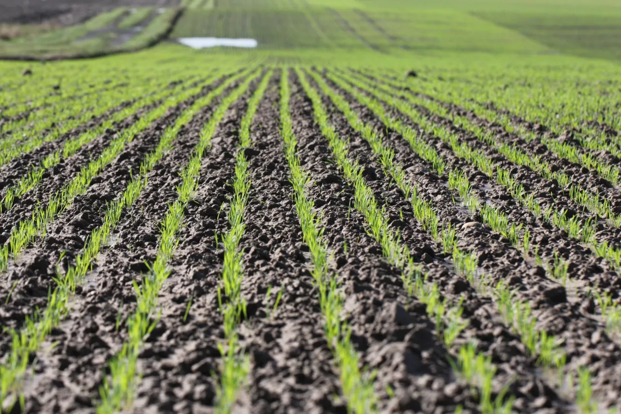 pszenica ozima, pole, gospodarstwo