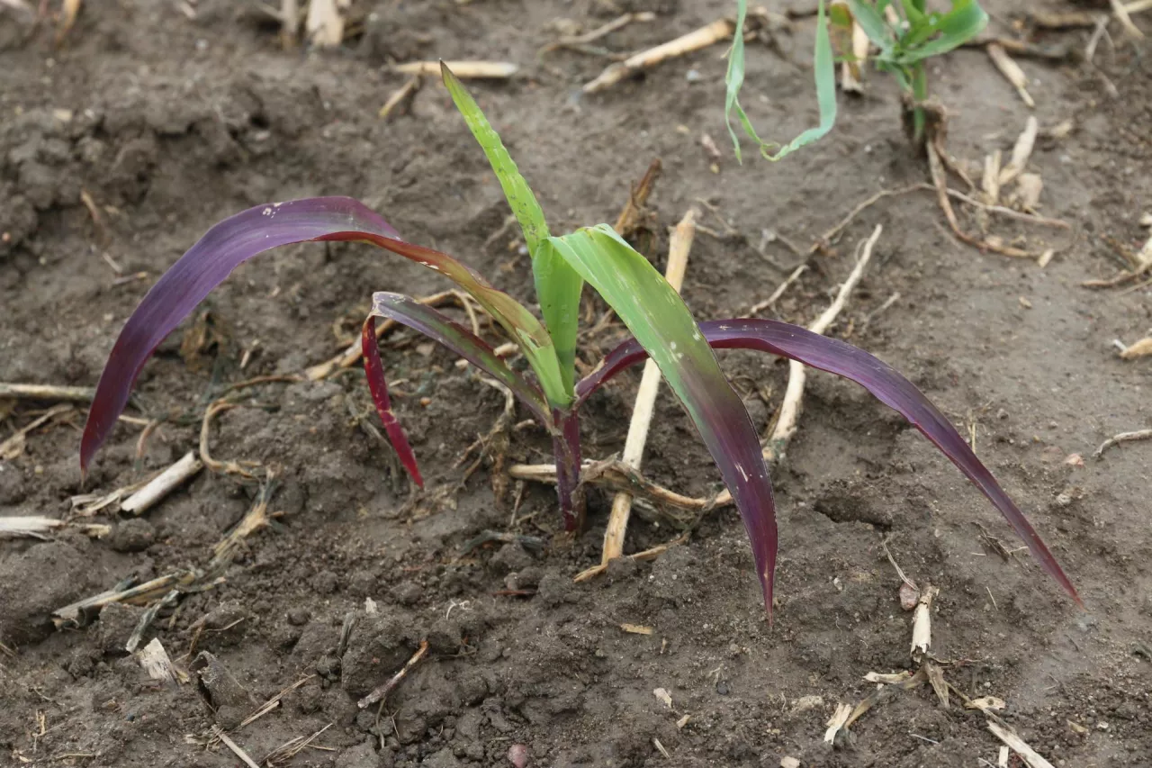 niedobór fosforu kukurydza