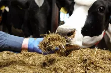 TMR, pasza, kiszonka, żywienie