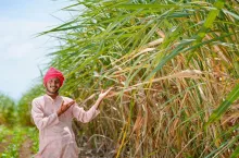 Rolnik pracujący na polu trzciny cukrowej w Indiach. Uprawa trzciny cukrowej jest jednym z kluczowych sektorów indyjskiego rolnictwa i ważnym elementem handlu rolnego.