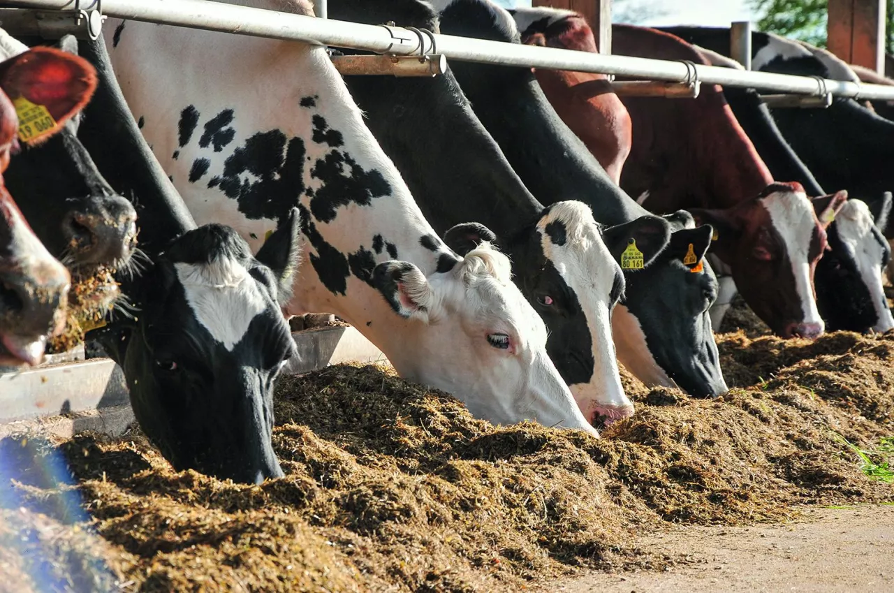Kondycja stada zależy od koncentracji energii w paszy. Kondycję pojedynczych osobników możemy modyfikować dodatkowo zadawanymi – paszą treściwą czy starterem.