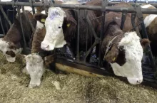 bydło mięsne w oborze