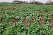 rzepak, uprawa rzepaku