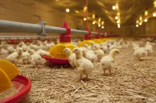 młode kurczaki w chowie ściłkowym w kurniku