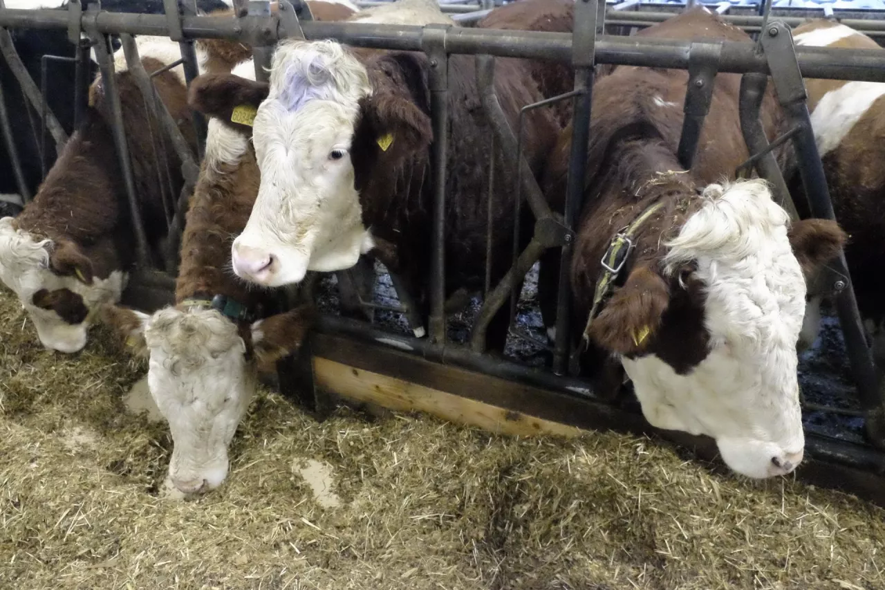 bydło mięsne w oborze