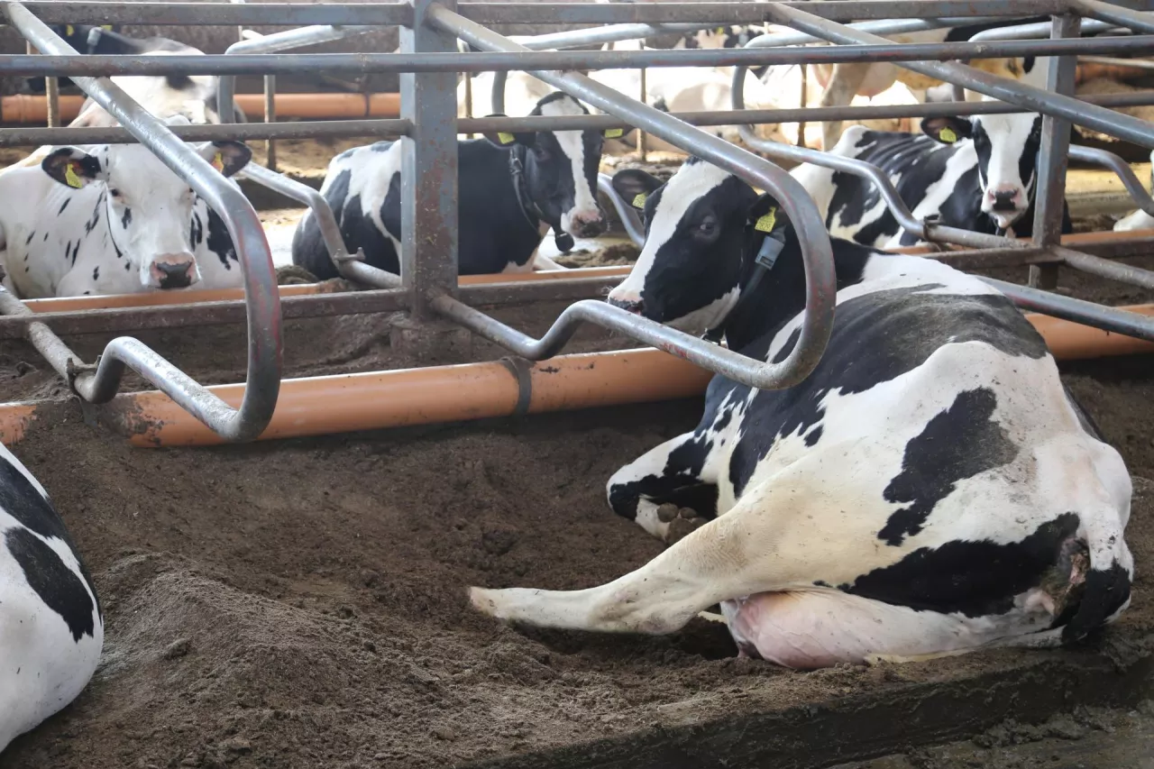 Krowy na legowisku w oborze