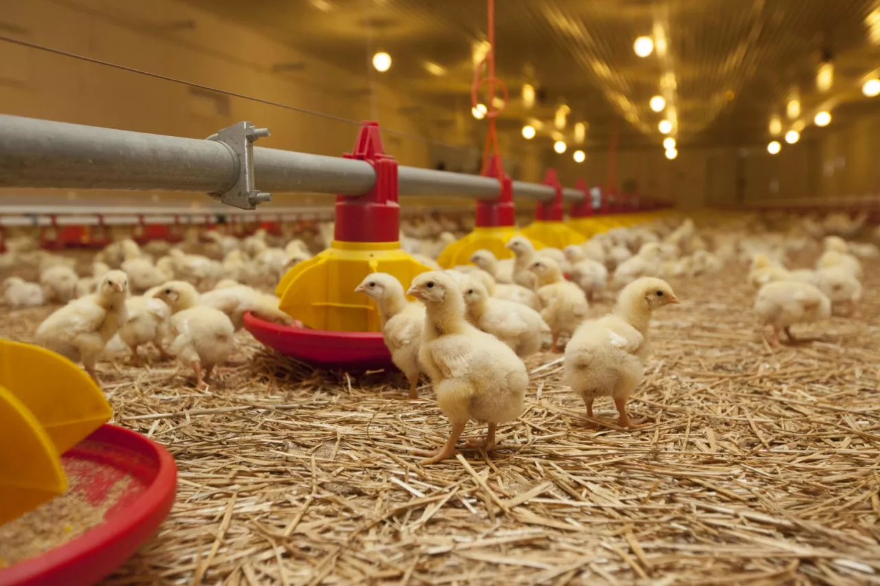 młode kurczaki w chowie ściłkowym w kurniku